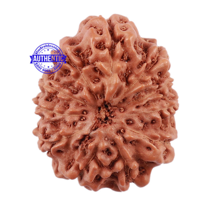 11 Mukhi Indonesian Rudraksha - Bead No. 115