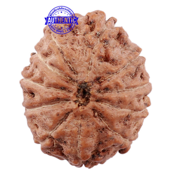 11 Mukhi Indonesian Rudraksha - Bead No. 116