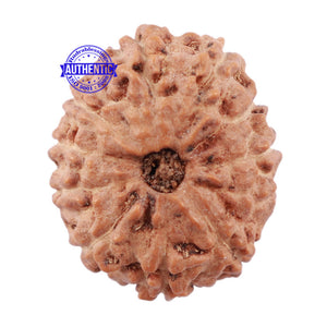 11 Mukhi Indonesian Rudraksha - Bead No. 116