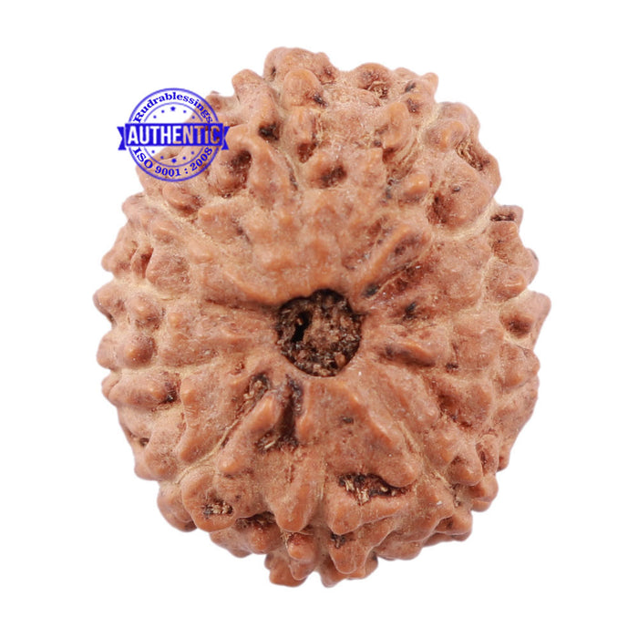 11 Mukhi Indonesian Rudraksha - Bead No. 116