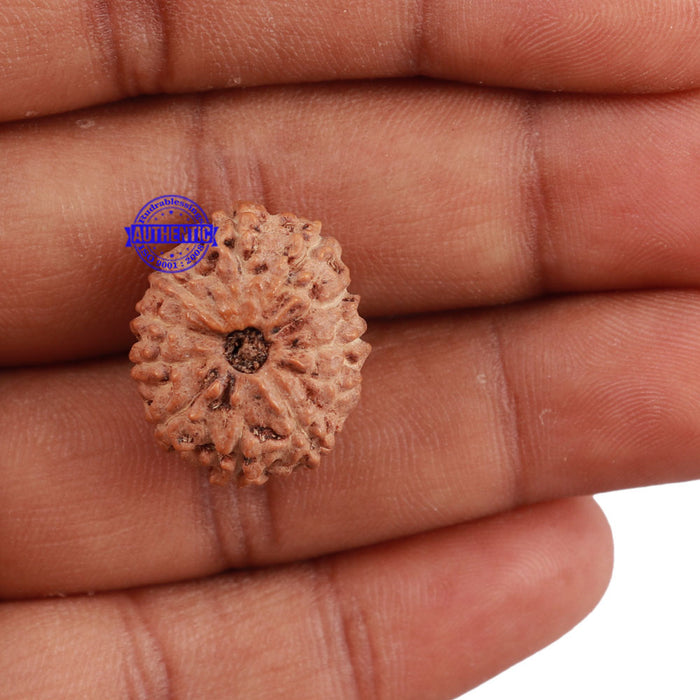 11 Mukhi Indonesian Rudraksha - Bead No. 116