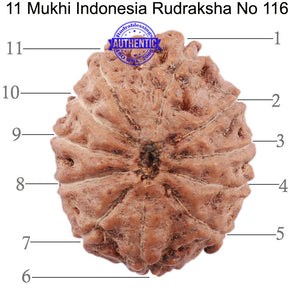 11 Mukhi Indonesian Rudraksha - Bead No. 116