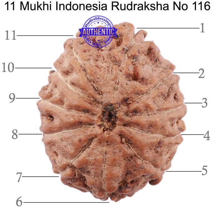 11 Mukhi Indonesian Rudraksha - Bead No. 116