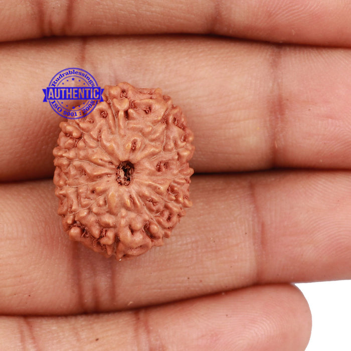 11 Mukhi Indonesian Rudraksha - Bead No. 117