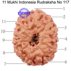 11 Mukhi Indonesian Rudraksha - Bead No. 117