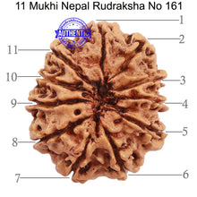 Load image into Gallery viewer, 11 Mukhi Nepalese Rudraksha - Bead No. 161
