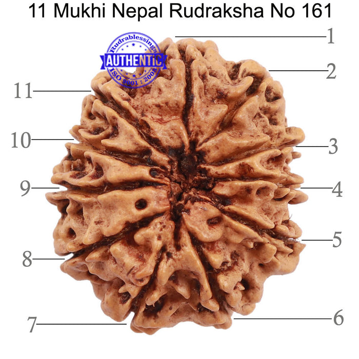 11 Mukhi Nepalese Rudraksha - Bead No. 161