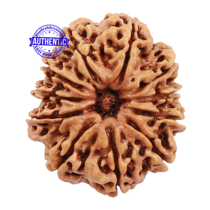 11 Mukhi Nepalese Rudraksha - Bead No. 161