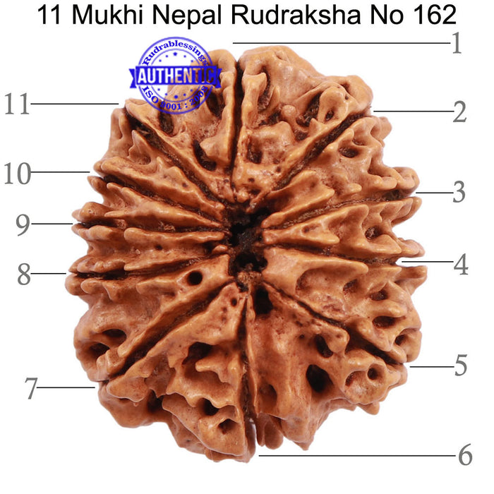 11 Mukhi Nepalese Rudraksha - Bead No. 162