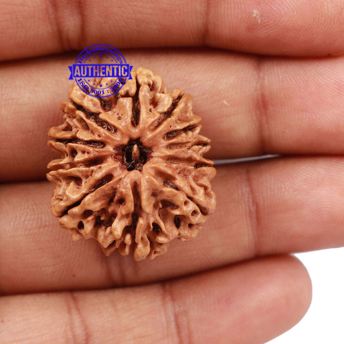 11 Mukhi Nepalese Rudraksha - Bead No. 162