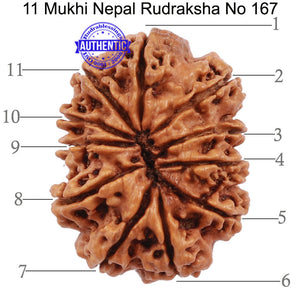 11 Mukhi Nepalese Rudraksha - Bead No. 167