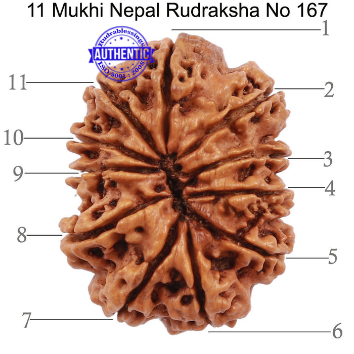 11 Mukhi Nepalese Rudraksha - Bead No. 167