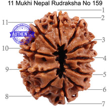 Load image into Gallery viewer, 11 Mukhi Nepalese Rudraksha - Bead No. 159
