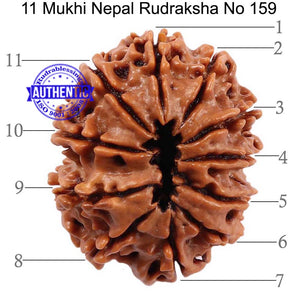 11 Mukhi Nepalese Rudraksha - Bead No. 159