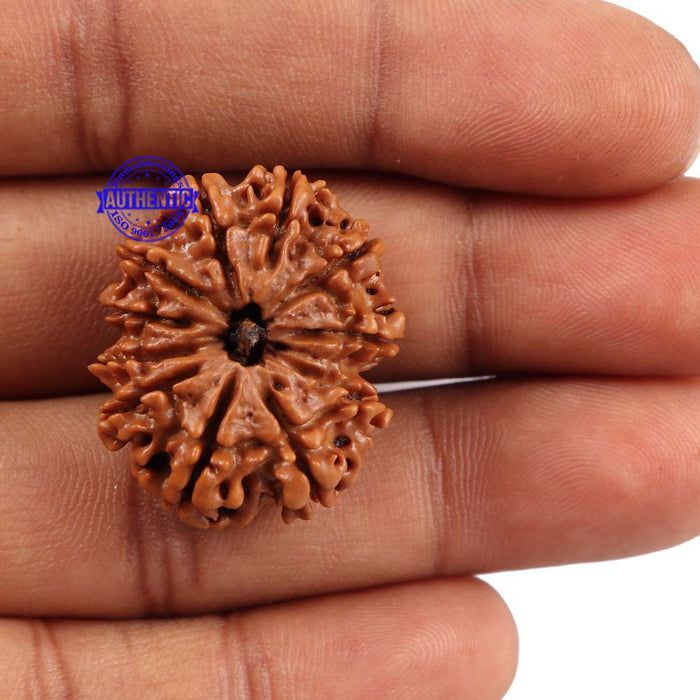 11 Mukhi Nepalese Rudraksha - Bead No. 159