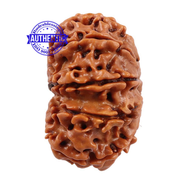 11 Mukhi Nepalese Rudraksha - Bead No. 159