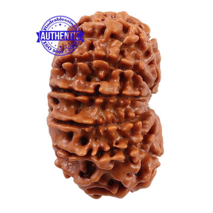 11 Mukhi Nepalese Rudraksha - Bead No. 159