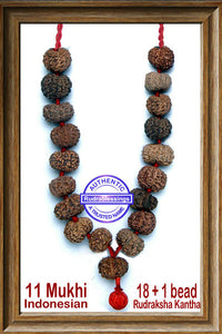 11 mukhi Rudraksha Wrist Mala (18 + 1 beads - Indonesian)