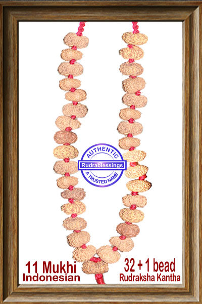 11 mukhi Rudraksha kantha - Indonesian (32 + 1 beads)