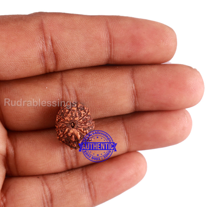 11 Mukhi Indonesian Rudraksha - Bead No. 114A
