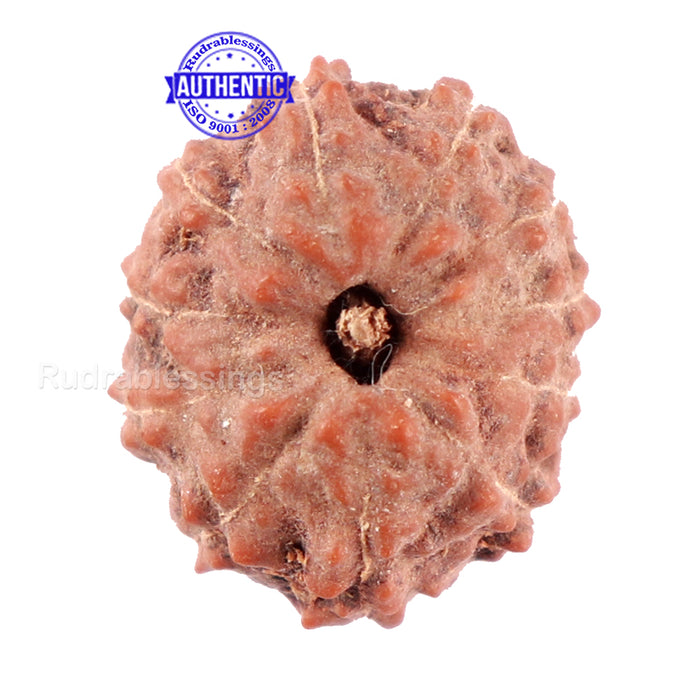 11 Mukhi Indonesian Rudraksha - Bead No. 13