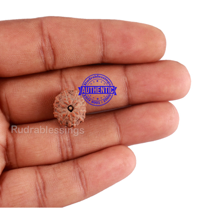 11 Mukhi Indonesian Rudraksha - Bead No. 13