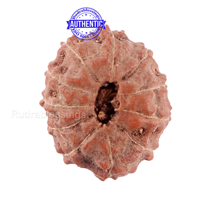 11 Mukhi Indonesian Rudraksha - Bead No. 13