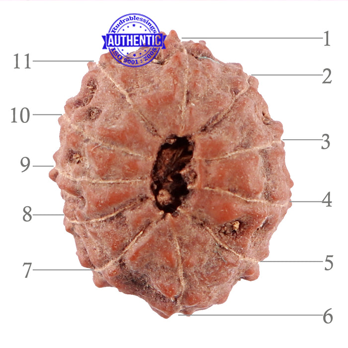 11 Mukhi Indonesian Rudraksha - Bead No. 13