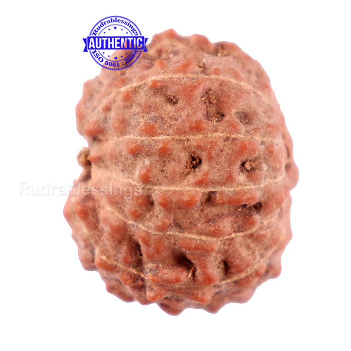 11 Mukhi Indonesian Rudraksha - Bead No. 13