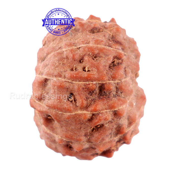 11 Mukhi Indonesian Rudraksha - Bead No. 13
