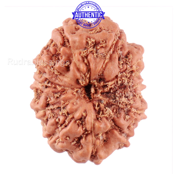 11 Mukhi Indonesian Rudraksha - Bead No. 149A