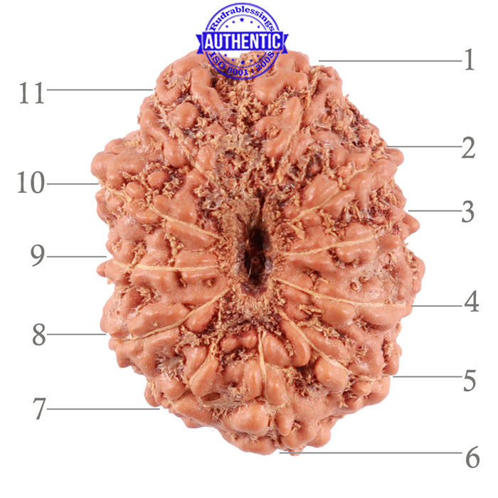 11 Mukhi Indonesian Rudraksha - Bead No. 149A