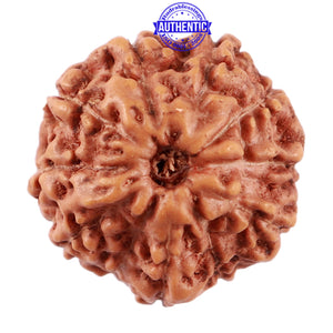 11 Mukhi Indonesian Rudraksha - Bead No. 152