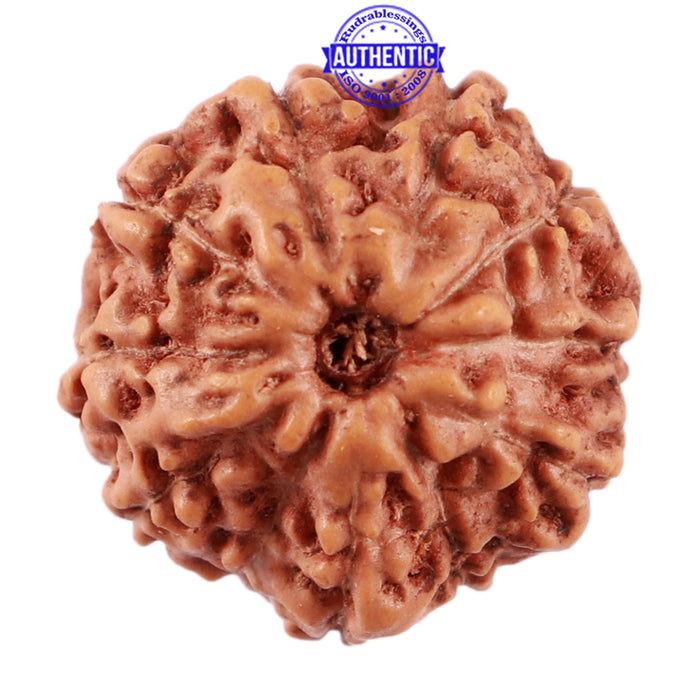 11 Mukhi Indonesian Rudraksha - Bead No. 152