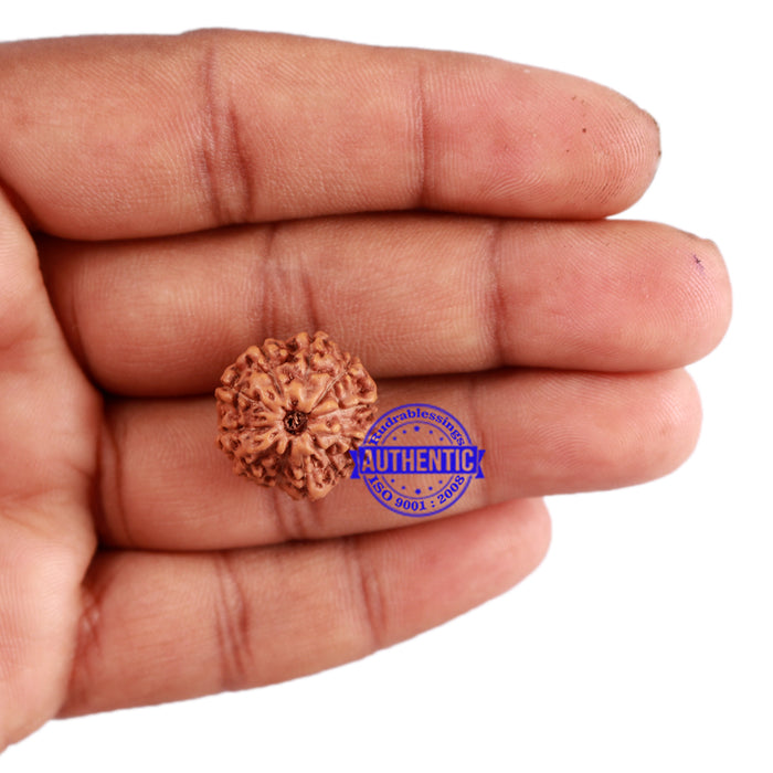 11 Mukhi Indonesian Rudraksha - Bead No. 152