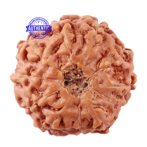 11 Mukhi Indonesian Rudraksha - Bead No. 152