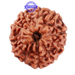 11 Mukhi Indonesian Rudraksha - Bead No. 153