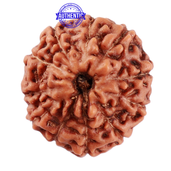 11 Mukhi Indonesian Rudraksha - Bead No. 153