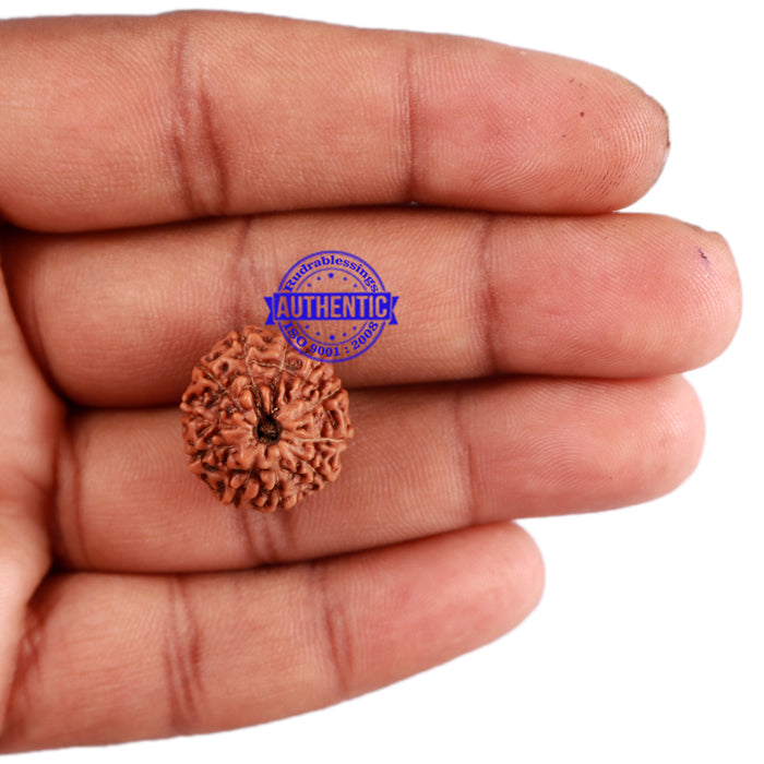 11 Mukhi Indonesian Rudraksha - Bead No. 153