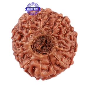11 Mukhi Indonesian Rudraksha - Bead No. 153