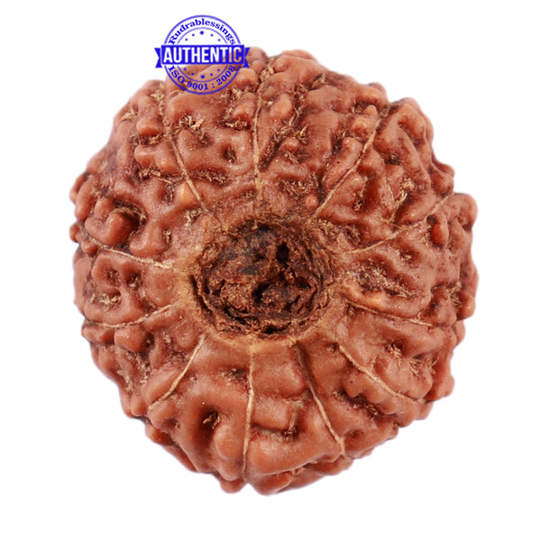 11 Mukhi Indonesian Rudraksha - Bead No. 153