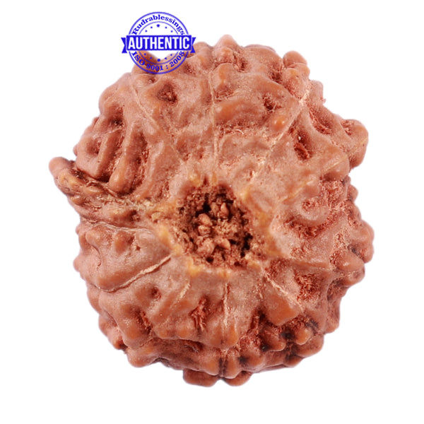 11 Mukhi Indonesian Ganesha Rudraksha - Bead No. 155