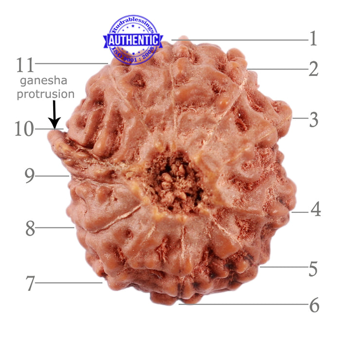 11 Mukhi Indonesian Ganesha Rudraksha - Bead No. 155