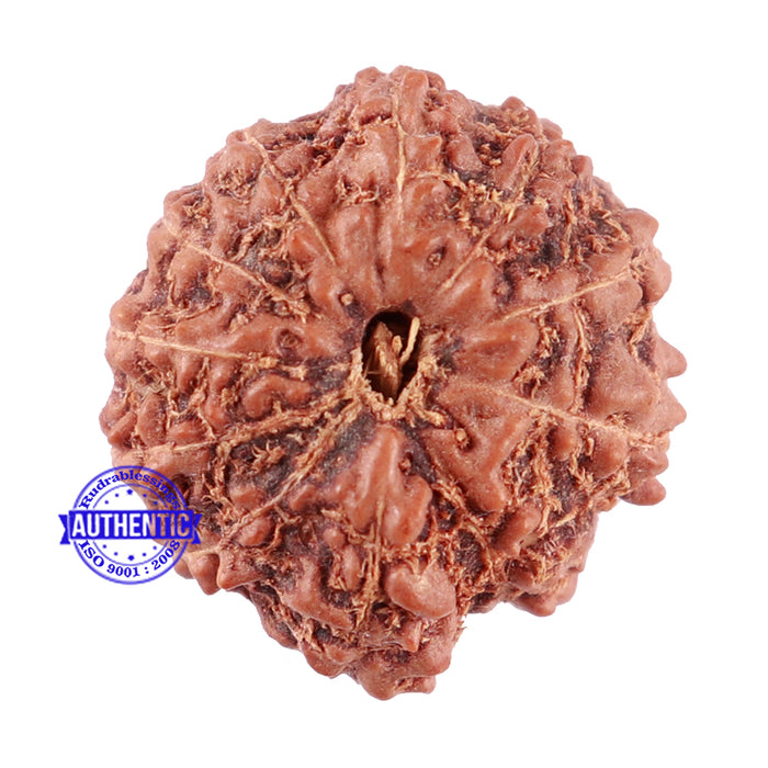 11 Mukhi Indonesian Rudraksha - Bead No. 156A