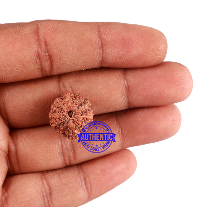 11 Mukhi Indonesian Rudraksha - Bead No. 156A