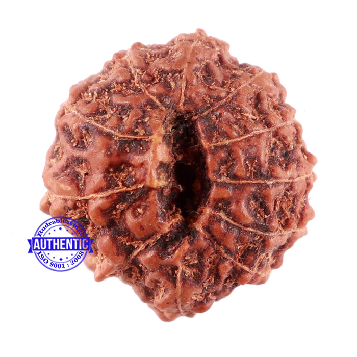 11 Mukhi Indonesian Rudraksha - Bead No. 156A