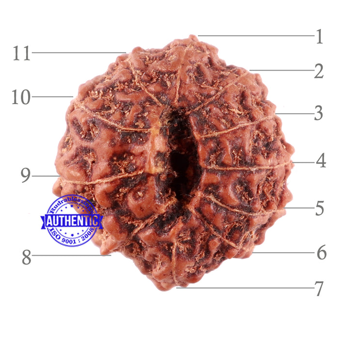 11 Mukhi Indonesian Rudraksha - Bead No. 156A