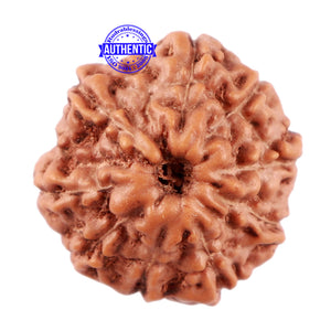 11 Mukhi Indonesian Rudraksha - Bead No. 157