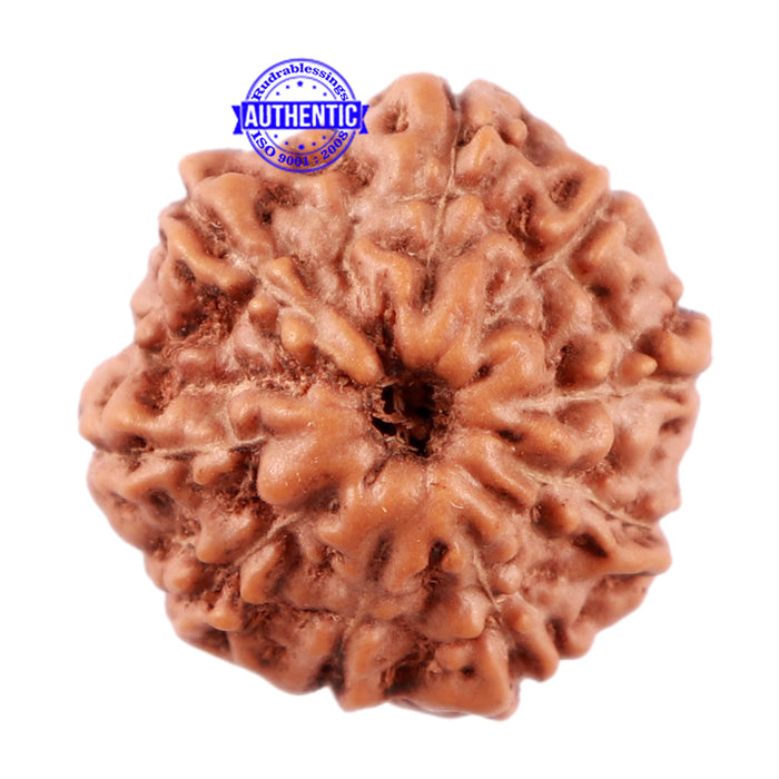 11 Mukhi Indonesian Rudraksha - Bead No. 157
