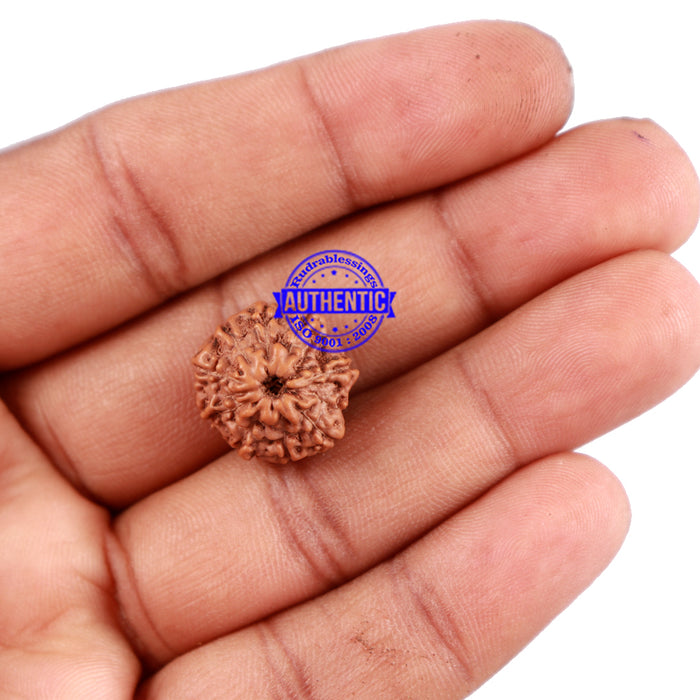 11 Mukhi Indonesian Rudraksha - Bead No. 157